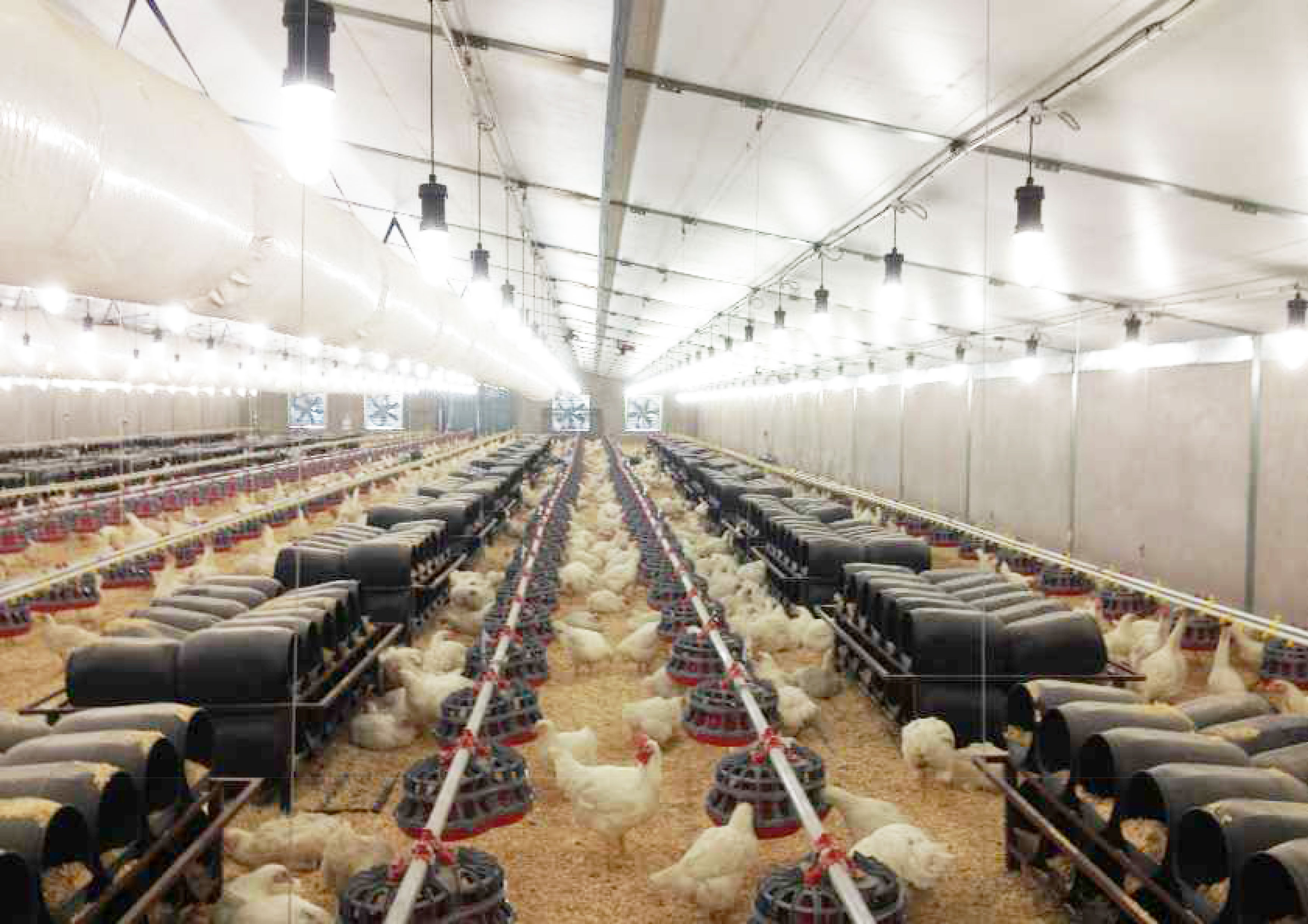 AFGRI Midway Chix