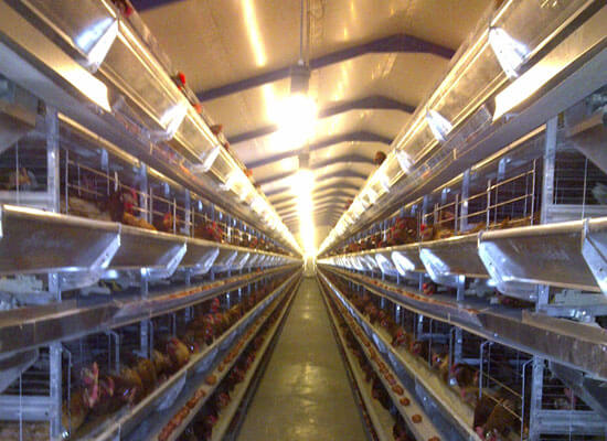 Bloukruin Eggs