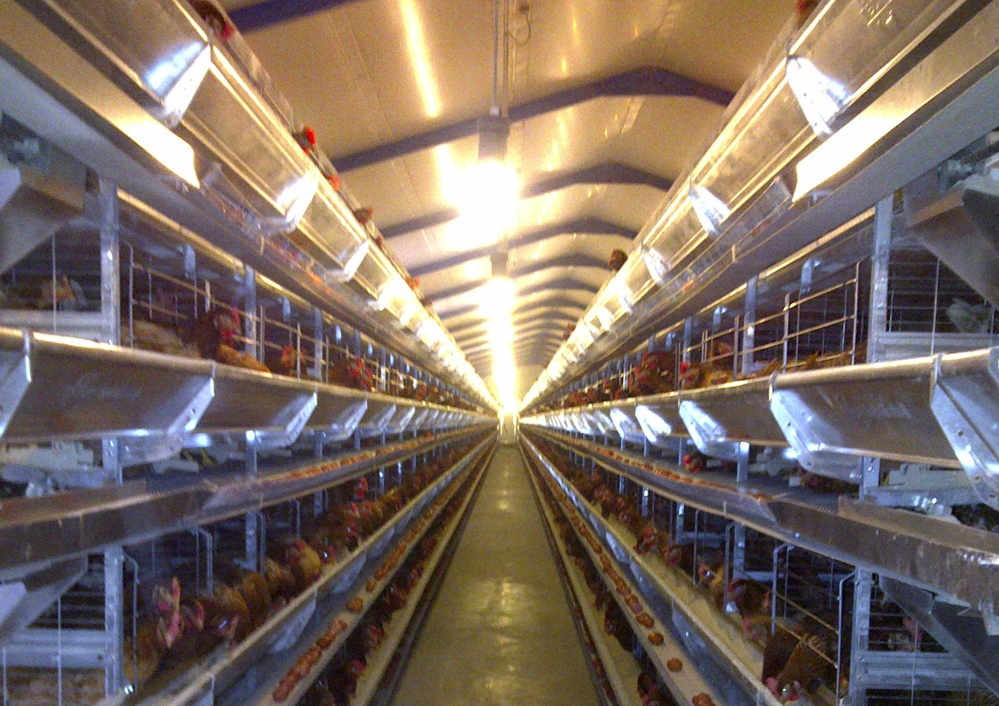 Bloukruin Eggs