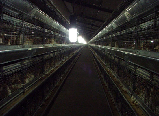 Hy-Lay Eggs
