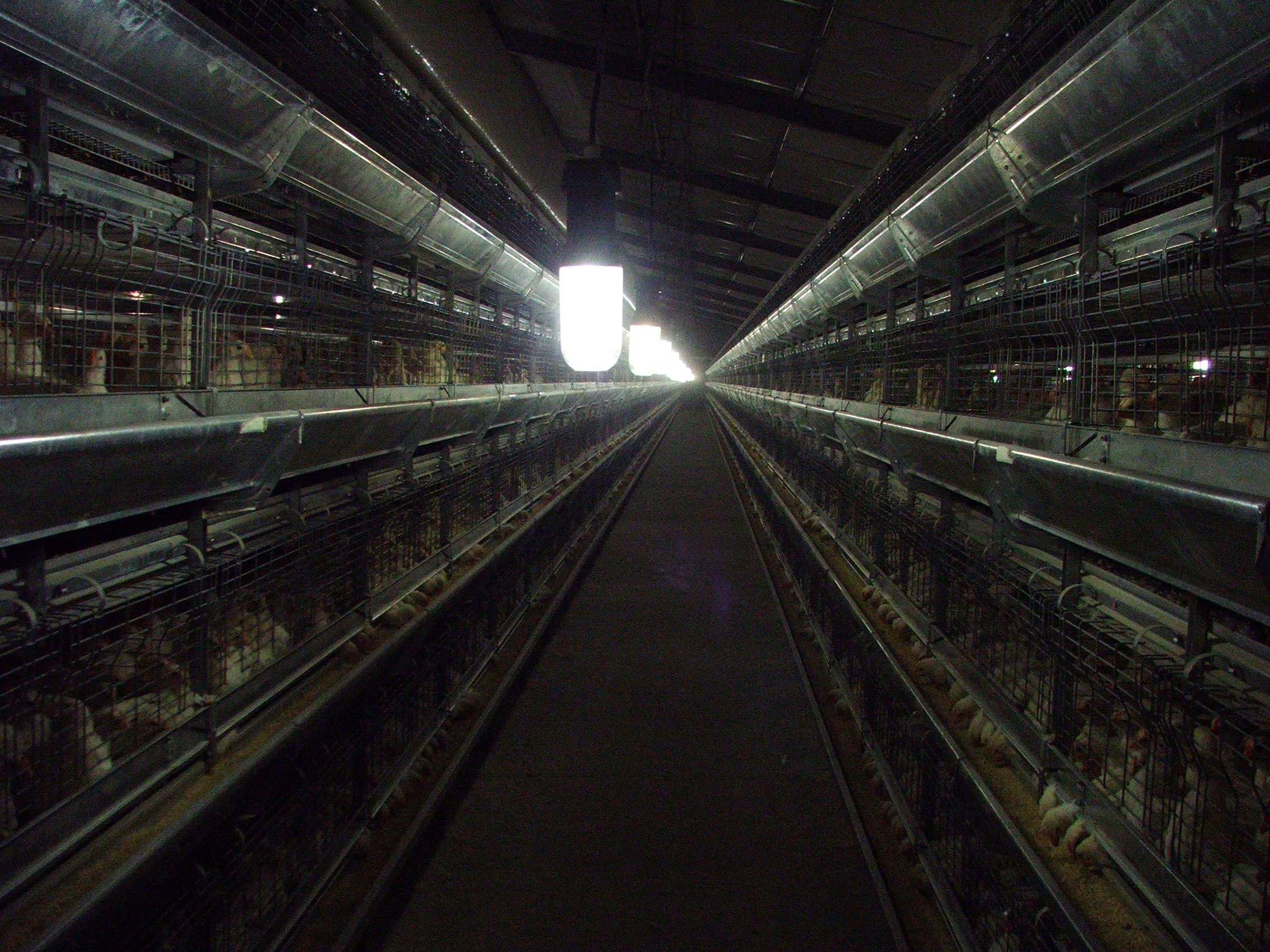 Hy-Lay Eggs