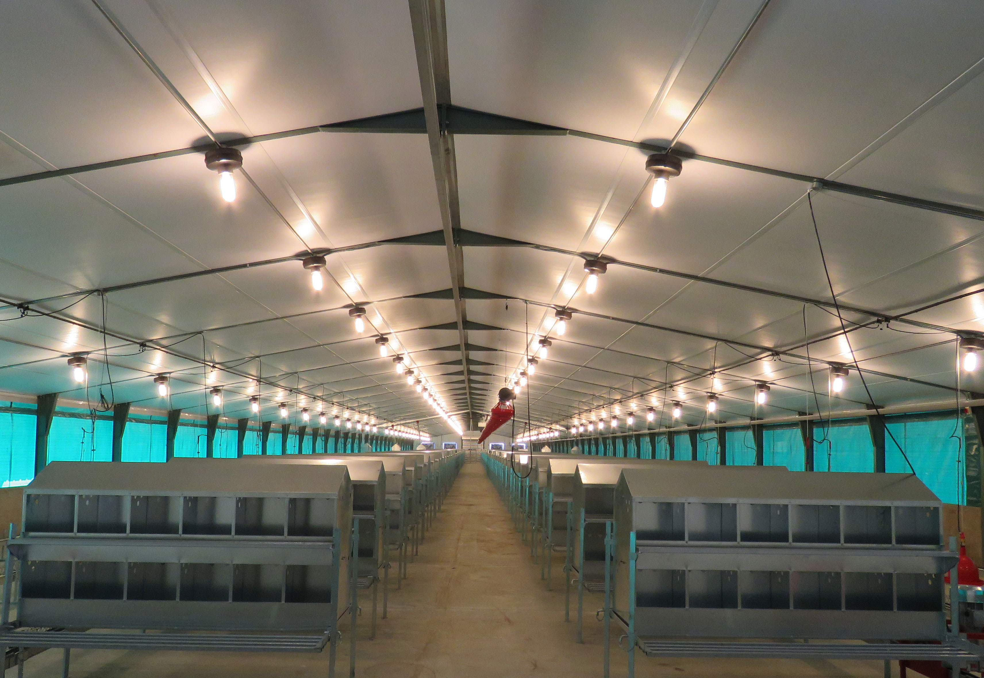Grootvleibraaikuikens Broiler Breeder Layers